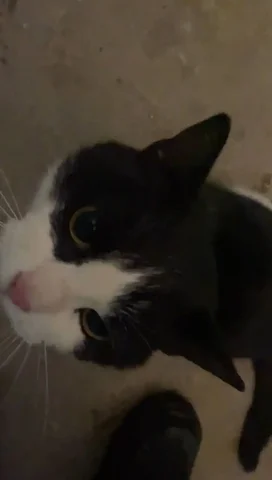 Потерянная кошка в Новоалександровске - частное объявление в Новоалександровск