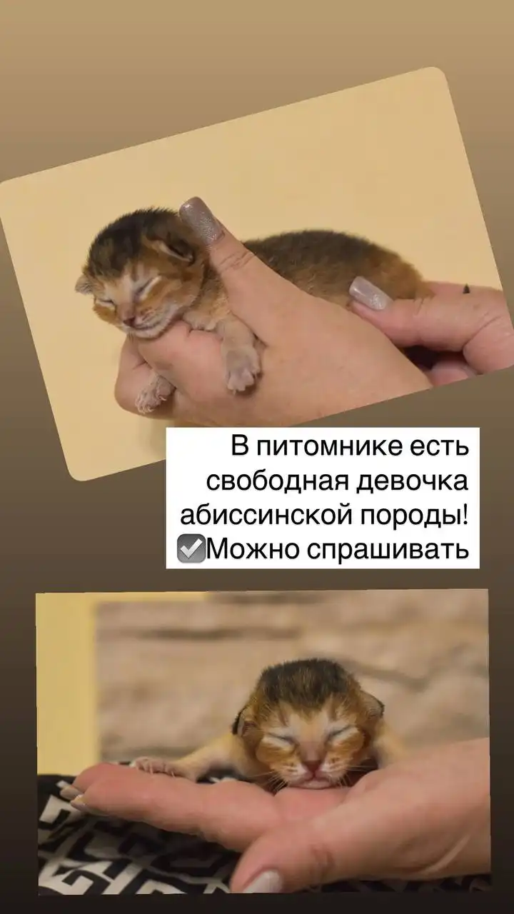 Продажа автомобиля Toyota Land Cruiser 200 в Находке