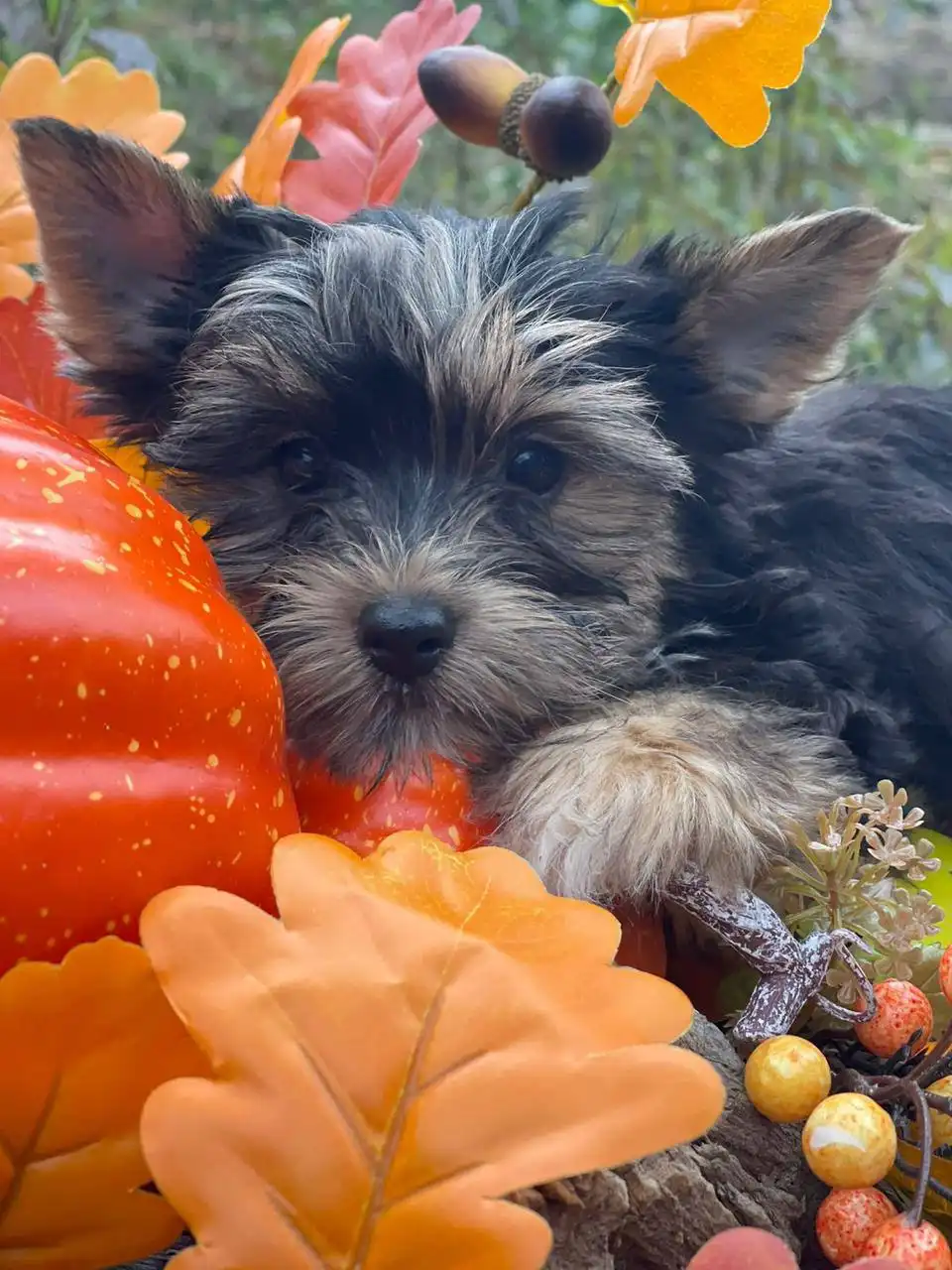 Продажа девочки цветного Йорка в Находке