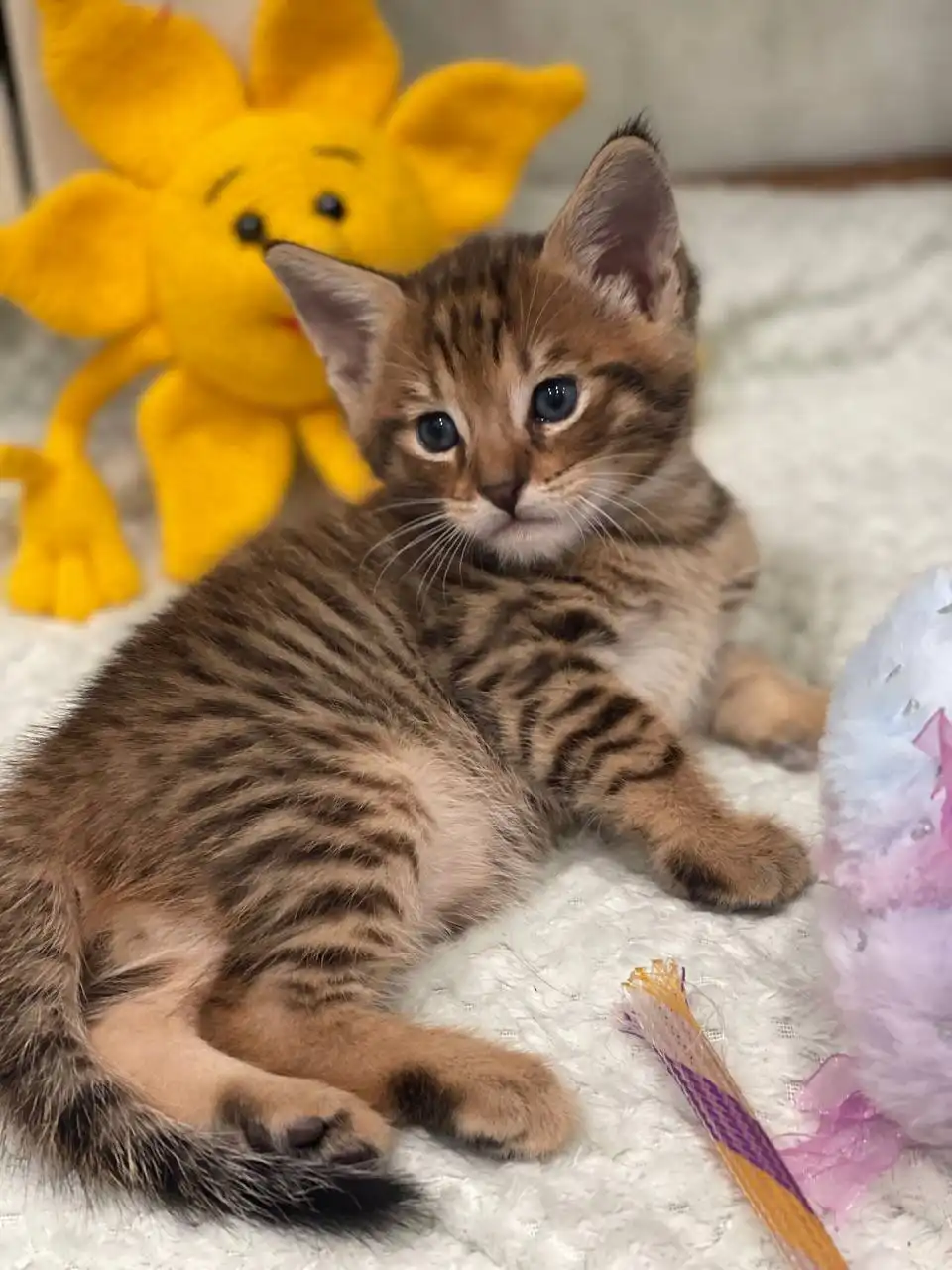 Котенок чаузи ф3 мальчик