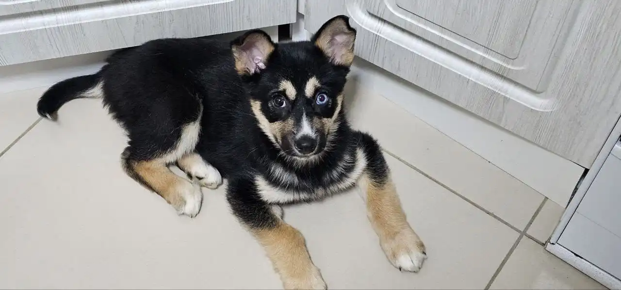 Щенок Джессика ищет дом в Южно-Сахалинске