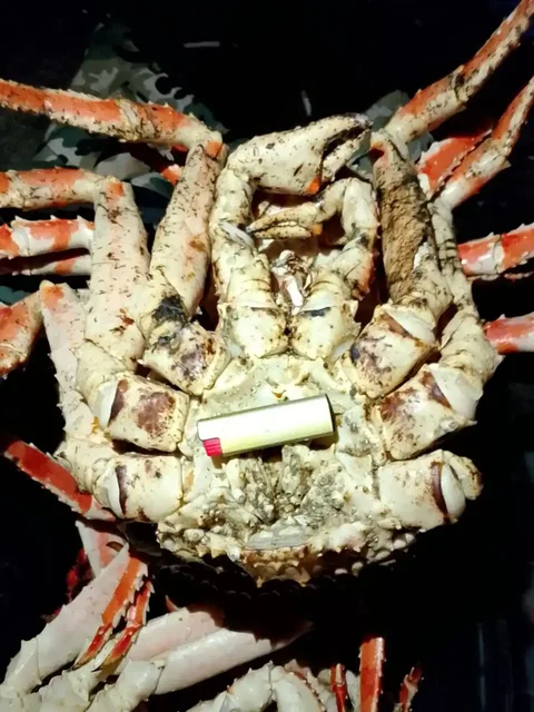 Продажа морепродуктов: краб, король, Камчатка, волосатики - Разное в Южно-Сахалинск