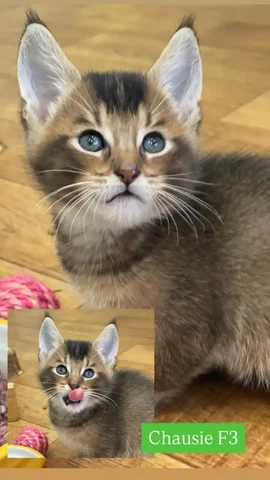 Продажа котенка породы чаузи F3 - Животные в Находка