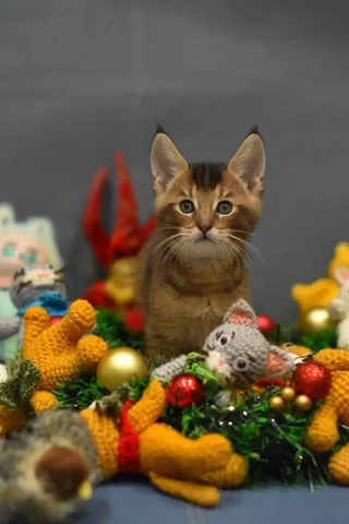 Продажа котят чаузи из питомника - Животные в Находка