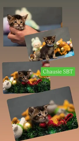 Продажа котят породы Чаузи SBT - Животные в Находка