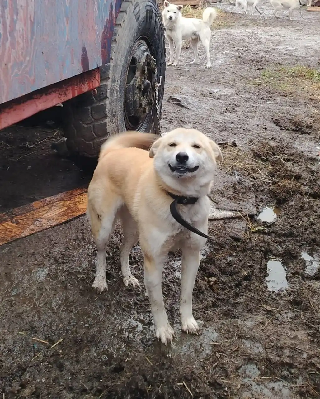 Акита ину, собака компаньон