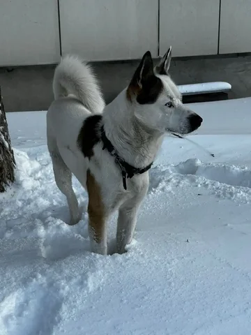 Поводок для собаки - Животные в Южно-Сахалинск
