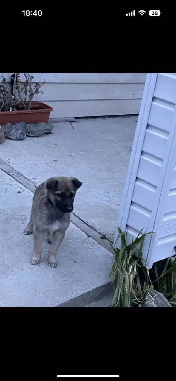 Срочно ищут дом две собаки с улицы