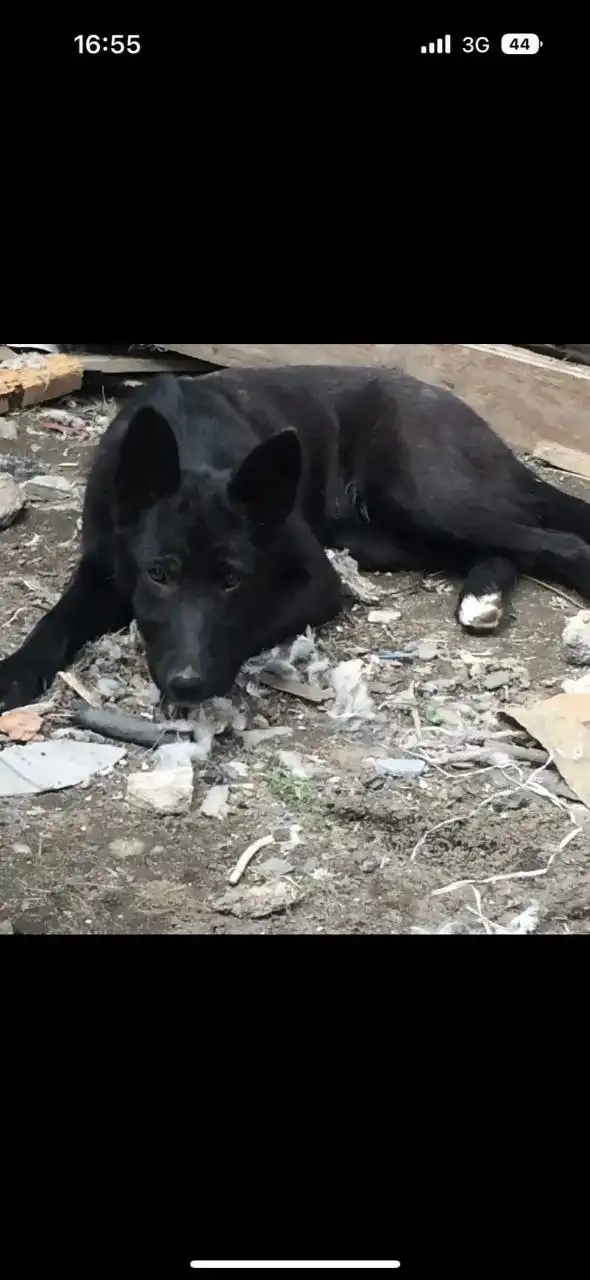 Срочно ищут дом две собаки с улицы