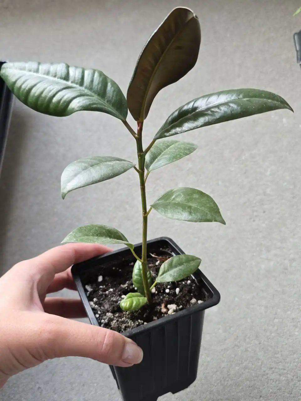 Продам фикус и декабрист в Ново-Троицком - Комнатные растения (Хобби и отдых) в Ново-Троицкое