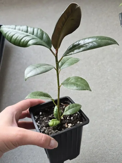 Продам фикус и декабрист в Ново-Троицком - частное объявление в Ново-Троицкое