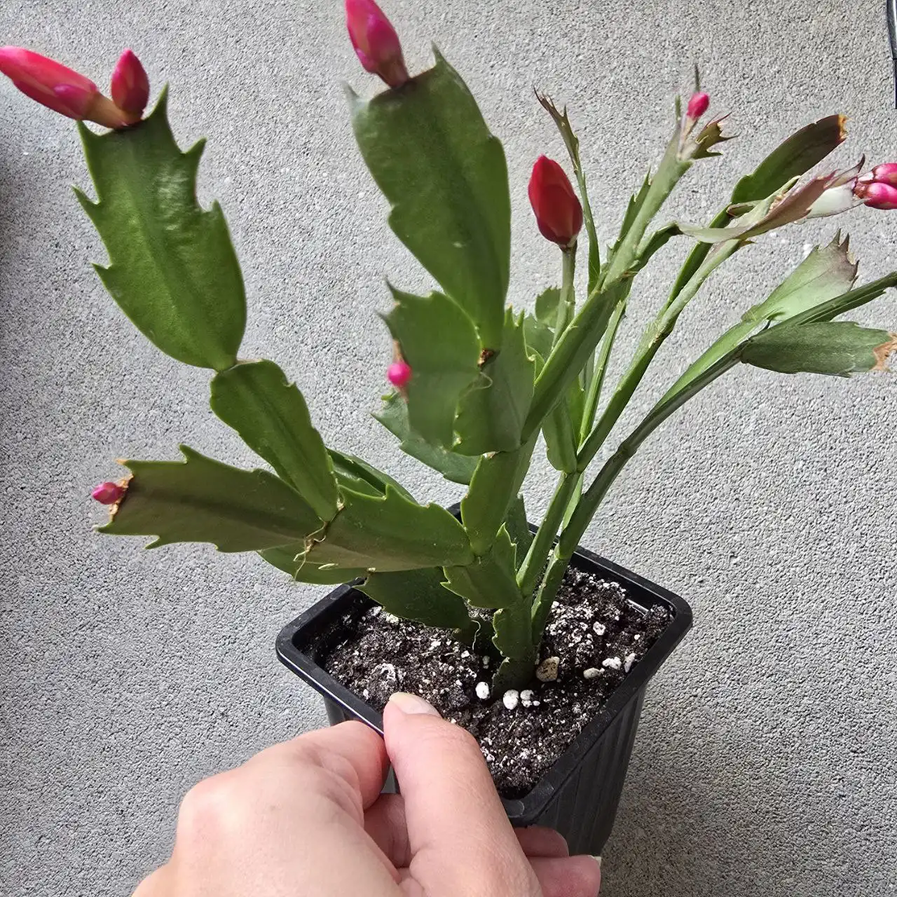 Продам фикус и декабрист в Ново-Троицком - Комнатные растения (Хобби и отдых) в Ново-Троицкое