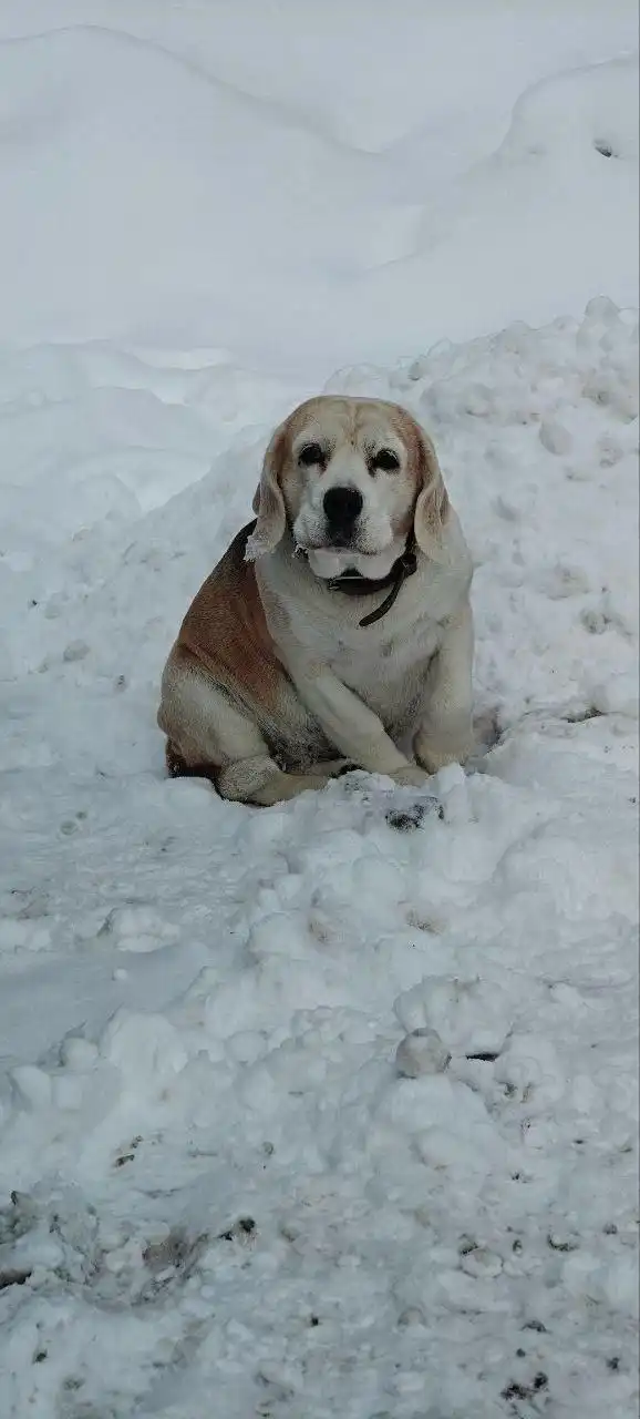 Найдена собака в Южно-Сахалинске - Собаки (Животные) в Южно-Сахалинск