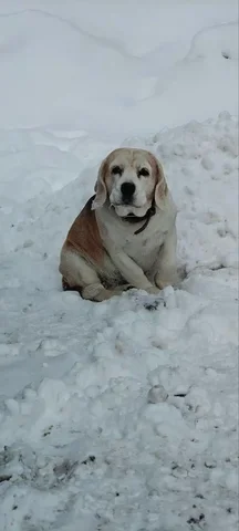 Найдена собака в Южно-Сахалинске - Собаки в Южно-Сахалинск