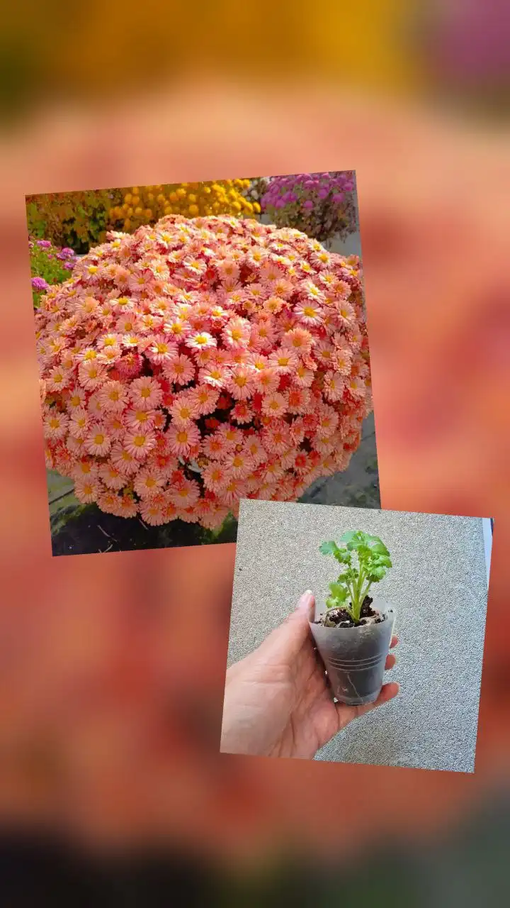 Продажа саженцев хризантемы мультифлора - Растения (Хобби и отдых) в Ново-Троицкое