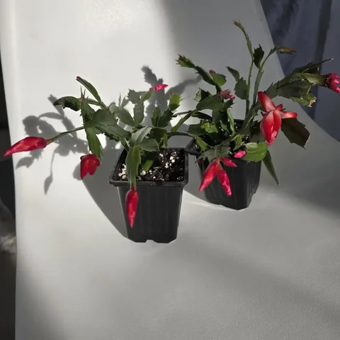 Продажа двух декабристов в цвету - Рыбалка в Ново-Троицкое