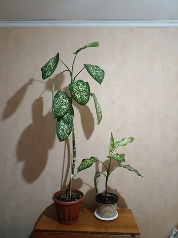 Диффенбахия за пиццу и роллы - частное объявление в Южно-Сахалинск