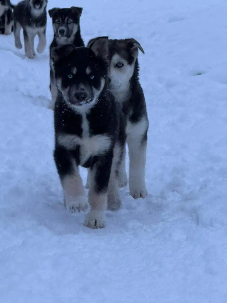 Щенки для охраны в Южно-Сахалинске - Собаки (Животные) в Южно-Сахалинск