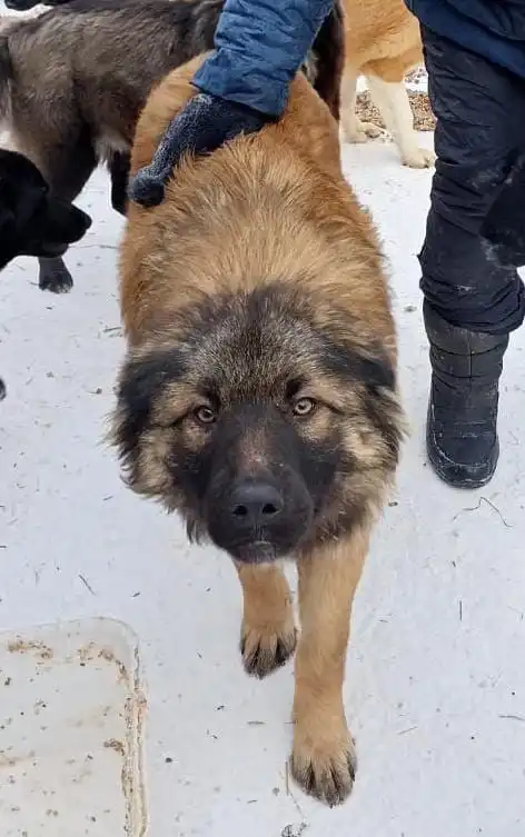 Собака для охраны ищет дом в Южно-Сахалинске - Собаки (Животные) в Южно-Сахалинск