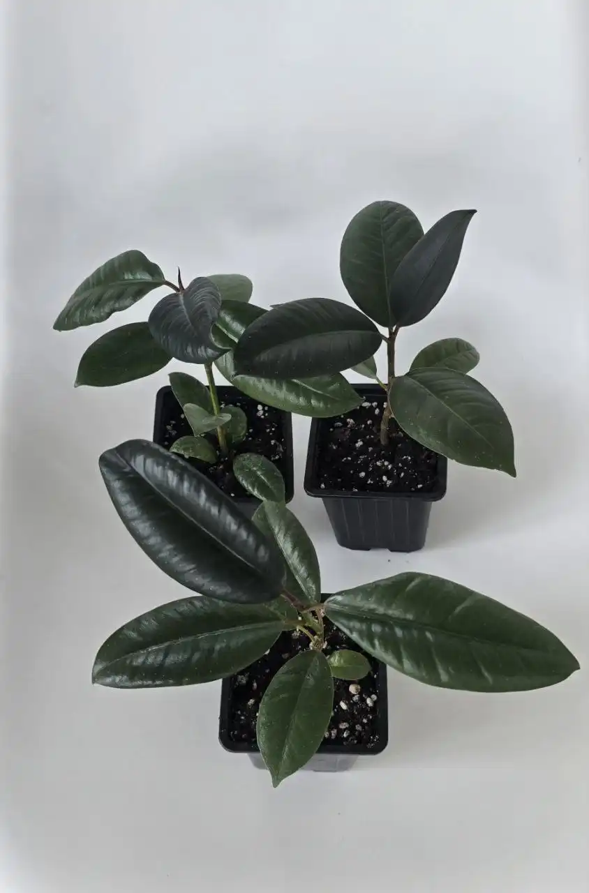 Продам комнатные растения: фикус, денежное дерево, набор колеусов - Растения (Хобби и отдых) в Южно-Сахалинск