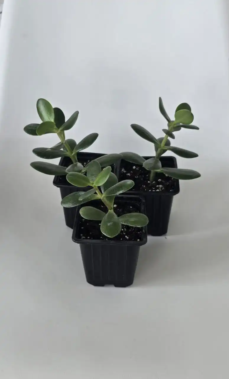 Продам комнатные растения: фикус, денежное дерево, набор колеусов - Растения (Хобби и отдых) в Южно-Сахалинск