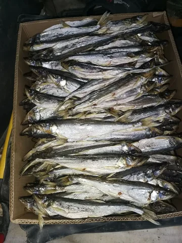 Продажа крупной сухой зубатки - Продукты питания в Корсаков
