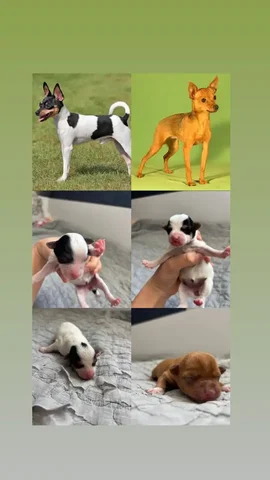 Щенок Той-терьера девочка - Ветеринарные препараты в Южно-Сахалинск