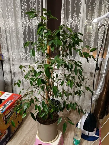 Фикус в Южно-Сахалинске - Детский транспорт в Южно-Сахалинск