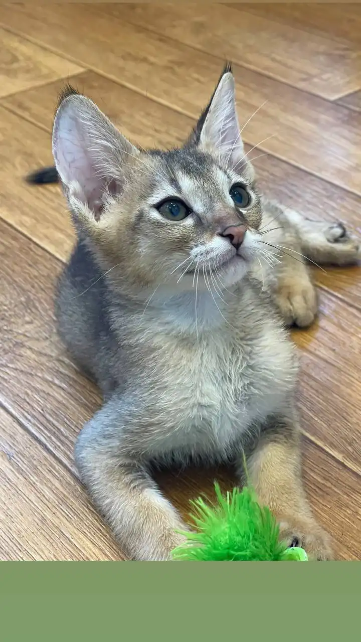 Котёнок чаузи Ф2 (внук камышового кота) - Кошки (Животные) в Находка