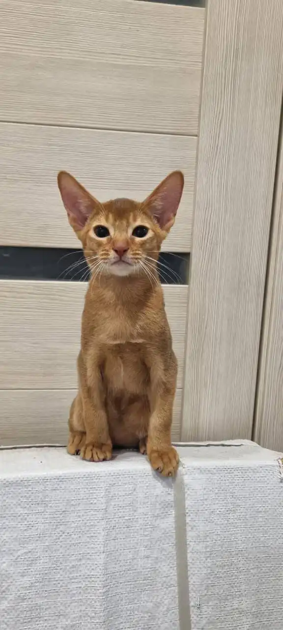 Продажа абиссинского кота - Кошки (Животные) в Находка