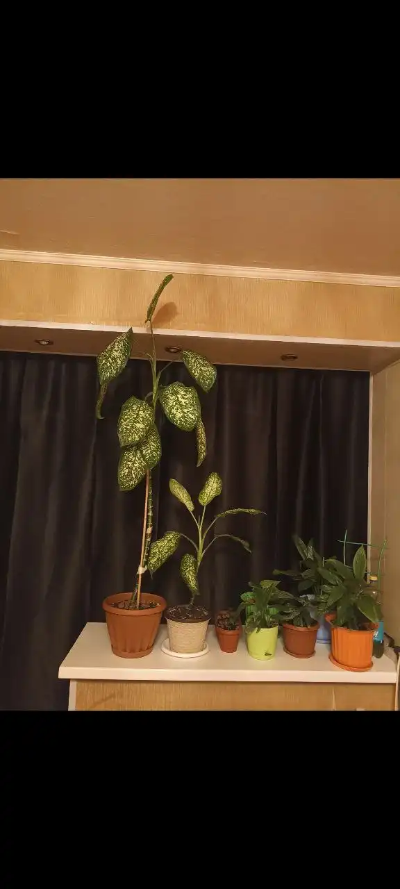 Продажа диффенбахии в связи с переездом - Растения (Хобби и отдых) в Южно-Сахалинск