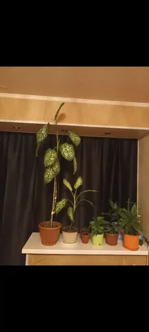 Продажа диффенбахии в связи с переездом - Садоводство в Южно-Сахалинск