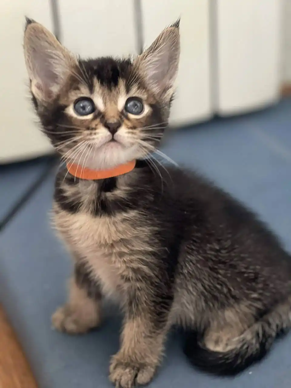 Продаётся котёнок Чаузи СБТ - Кошки (Животные) в Находка