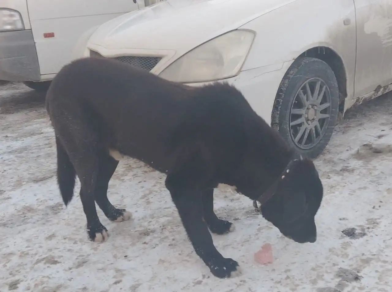 Потерянный крупный красивый контактный пес - Собаки (Животные) в Южно-Сахалинск