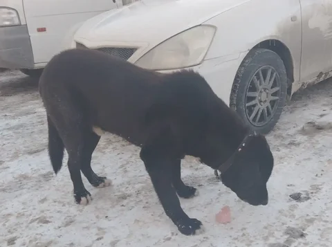 Потерянный крупный красивый контактный пес - Рыба в Южно-Сахалинск