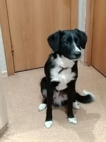 Щенок Бакс 7 месяцев ищет дом в Южно-Сахалинске - Рыба в Южно-Сахалинск