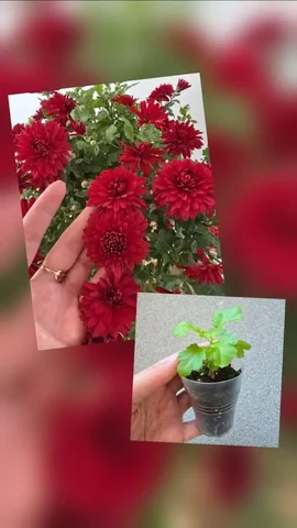 Саженцы хризантемы кустовой бордо - Хобби и отдых в Ново-Троицкое