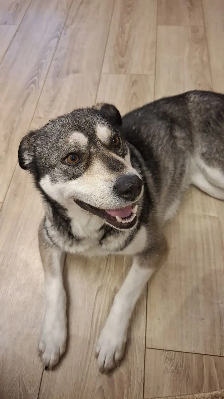 Найдена собака в полях за Мицулевкой - Собаки (Животные) в Южно-Сахалинск