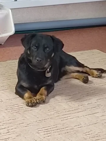 Передержка или новая семья для собаки Босс - Рыба в Южно-Сахалинск