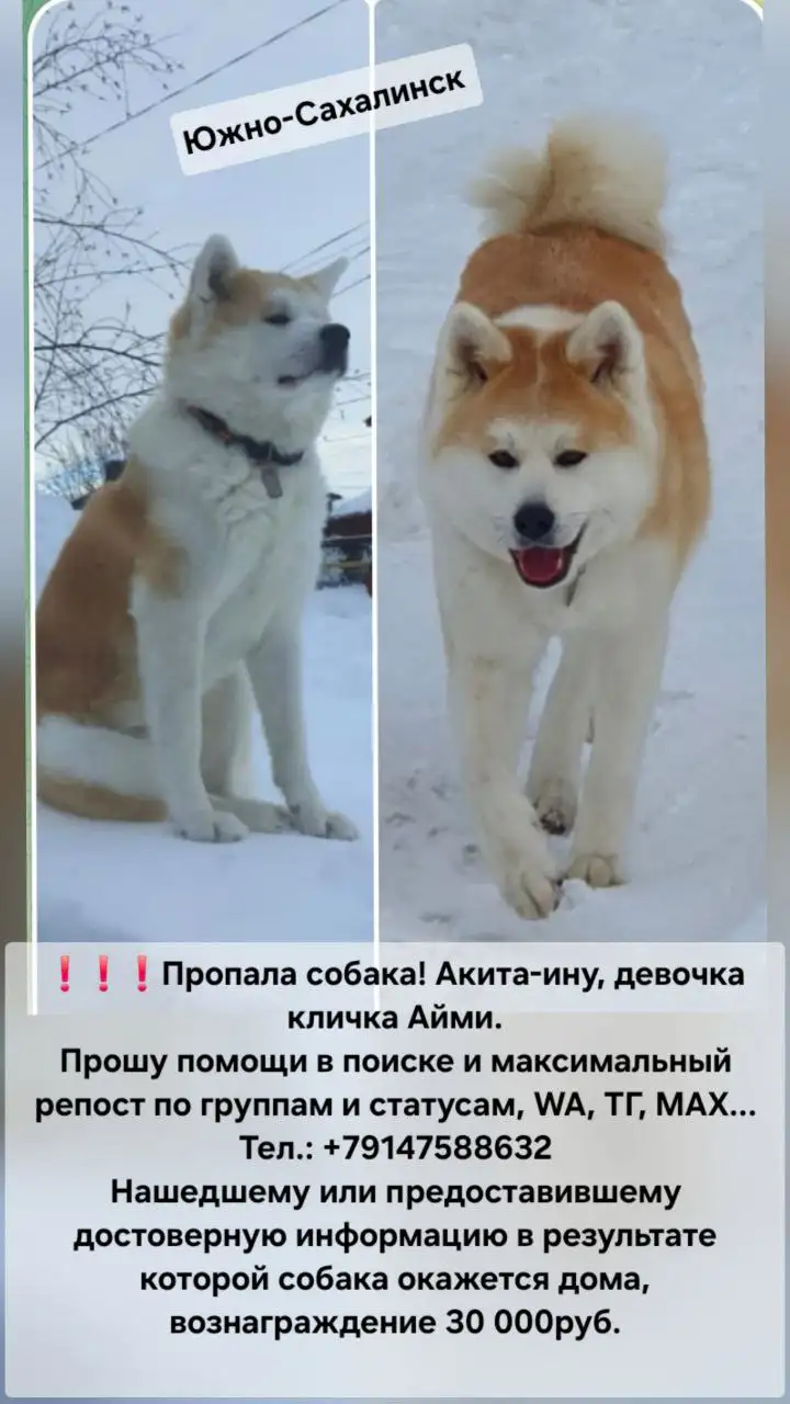 Пропала Айми - Потерянные и найденные (Барахолка) в Южно-Сахалинск