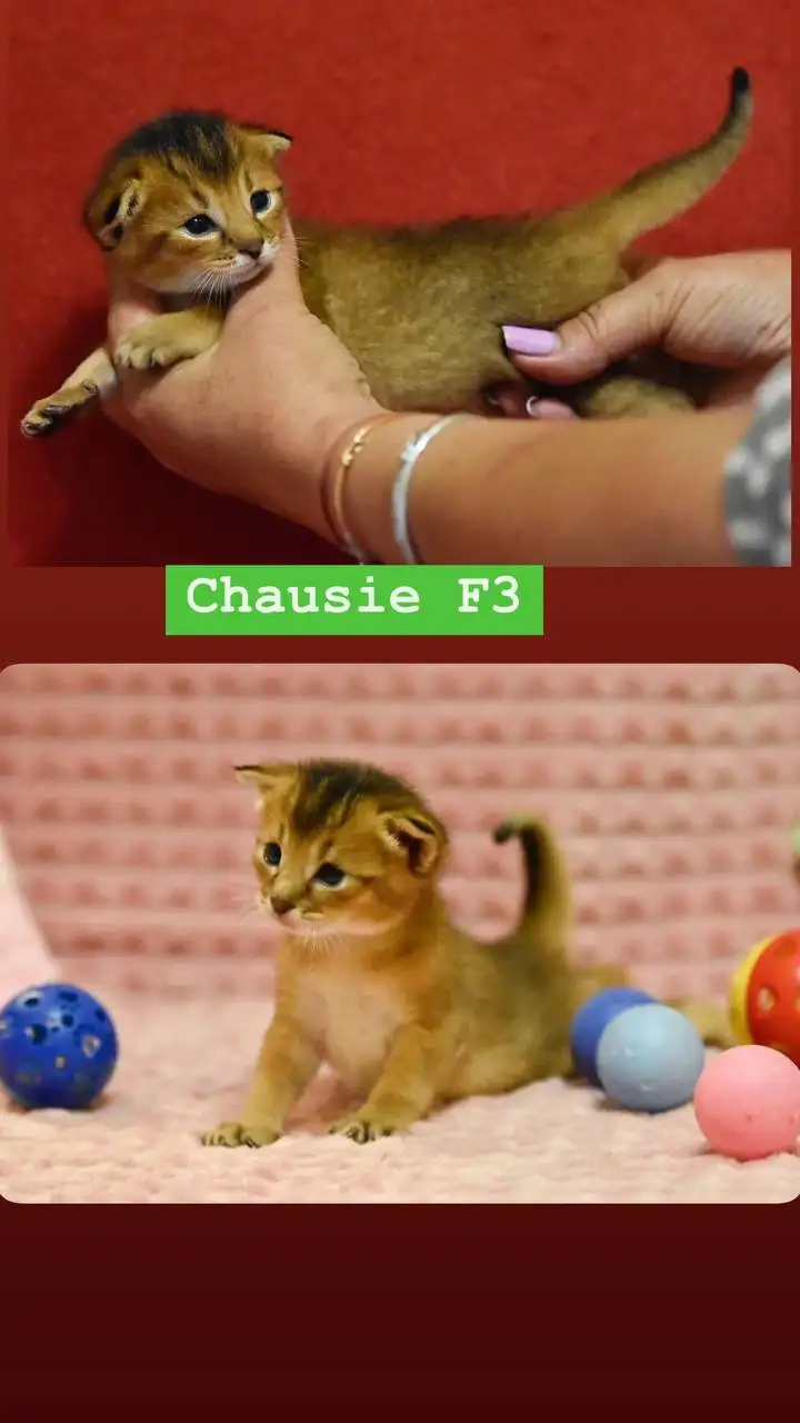 Котенок породы Чаузи ф3 - Кошки (Животные) в Находка