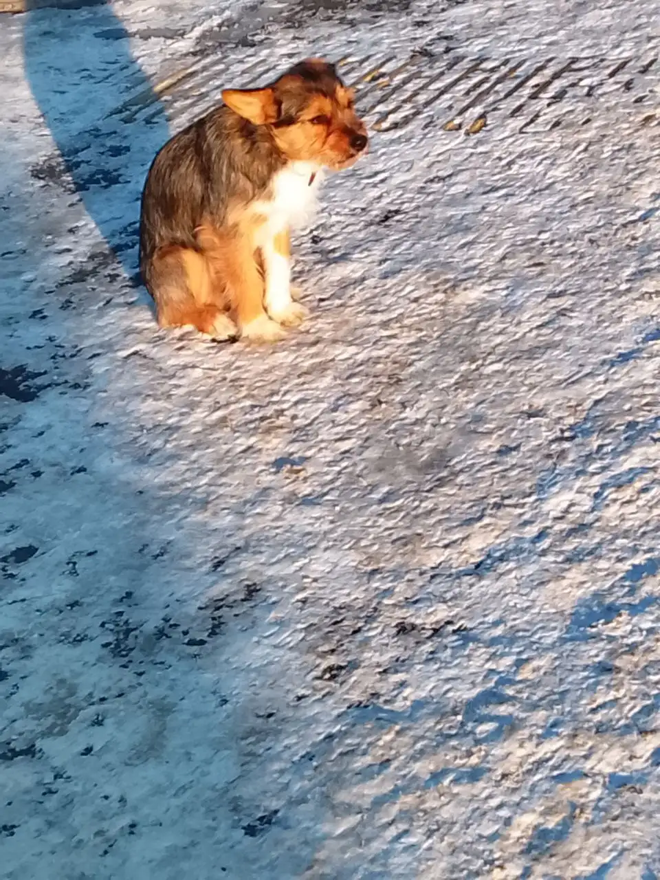 Потерянная собака в ошейнике - Потерянные животные (Животные) в Южно-Сахалинск
