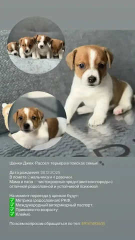 Объявление на Сахалине - Подарки в Южно-Сахалинск