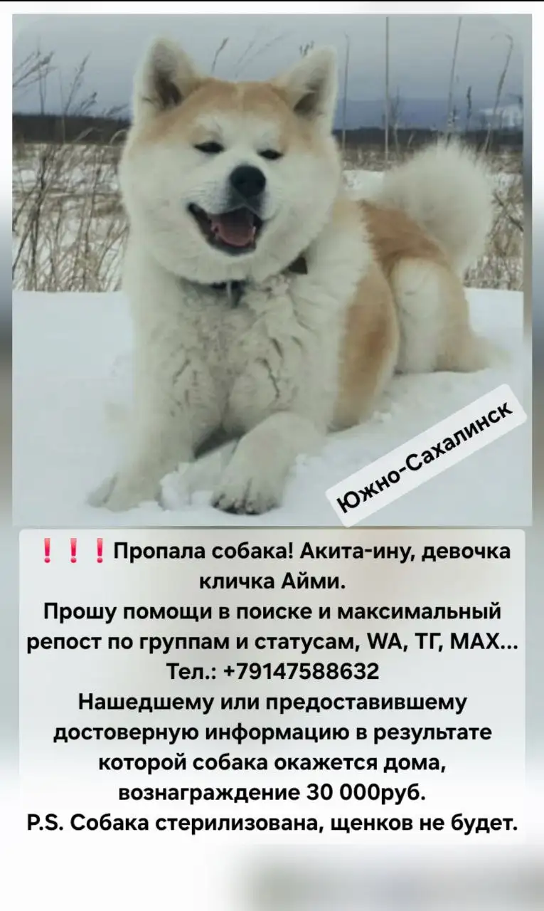 Поиск собаки породы Акита по кличке Айми - Потерянные/найденные животные (Животные) в Южно-Сахалинск