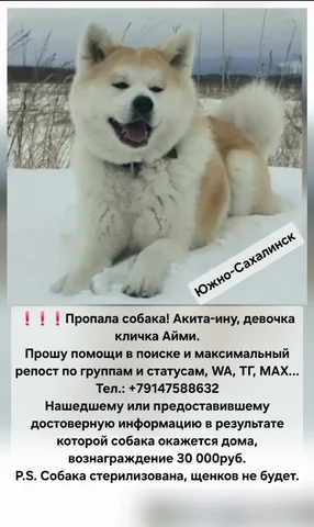 Поиск собаки породы Акита по кличке Айми - Поиск/пропажа в Южно-Сахалинск