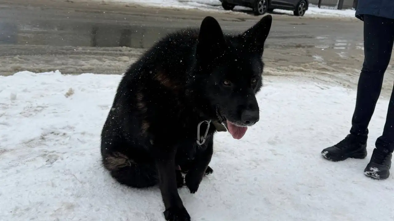 Найдена черная овчарка в Южно-Сахалинске - Собаки (Животные) в Южно-Сахалинск