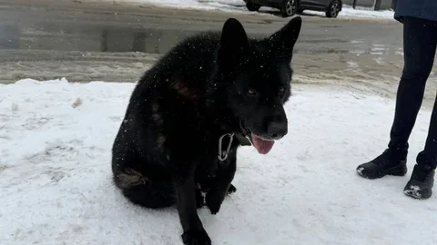 Найдена черная овчарка в Южно-Сахалинске - Собаки в Южно-Сахалинск