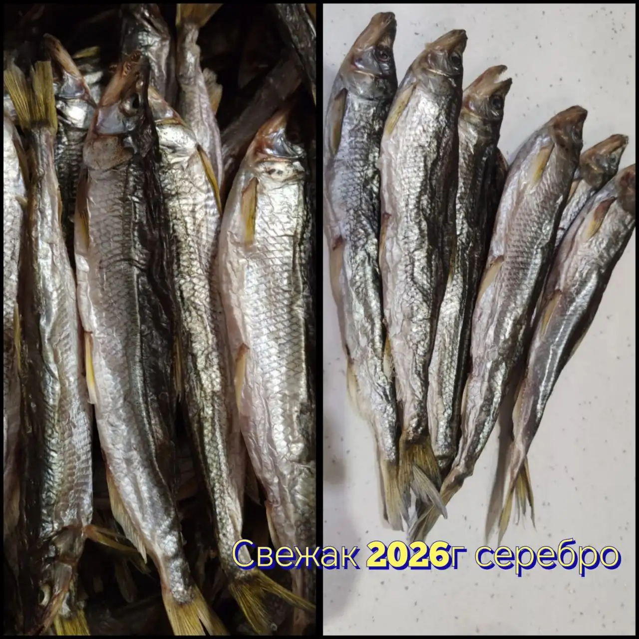 Зубарь крупный с сушки 2026г - Морепродукты (Барахолка) в Южно-Сахалинск