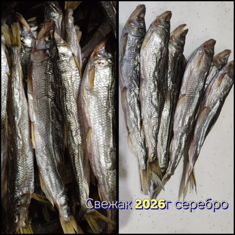 Зубарь крупный с сушки 2026г - Барахолка в Южно-Сахалинск