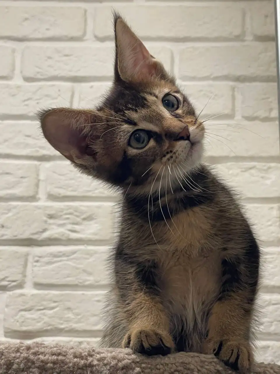 Котенок чаузи F6 с документами и прививками - Кошки (Животные) в Находка